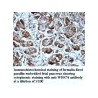 WDR74 Antibody