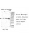 MIPOL1 Antibody