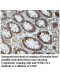 WHSC1L1 Antibody