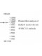 WHSC1L1 Antibody