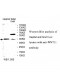 WNT11 Antibody