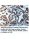 WARS2 Antibody