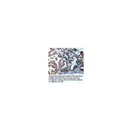MIPOL1 Antibody