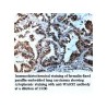 WARS2 Antibody