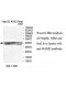 MIPOL1 Antibody