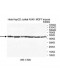WDFY2 Antibody