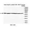 WDFY2 Antibody