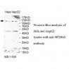 WDR60 Antibody