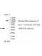 PPP1CB Antibody