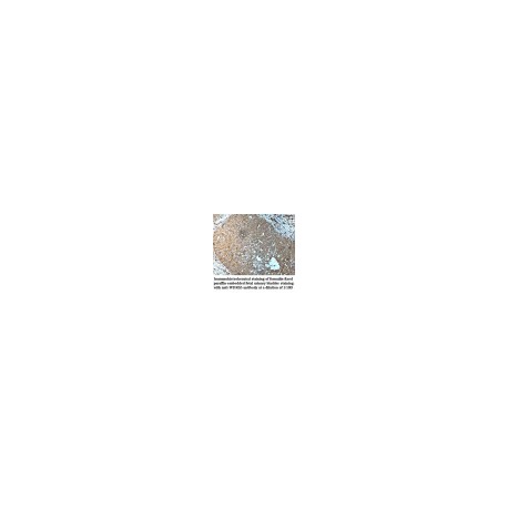 WDR13 Antibody