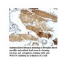 WDR79 Antibody
