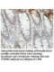 WDR89 Antibody
