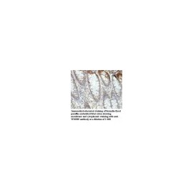 WDR13 Antibody