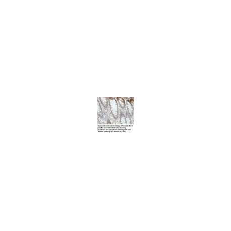 WDR13 Antibody