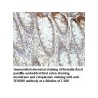 WDR89 Antibody