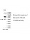 WDR13 Antibody