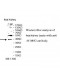 WDR65 Antibody