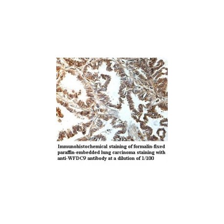 WDR65 Antibody