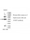 WDR86 Antibody