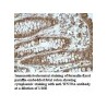 WNT9A Antibody