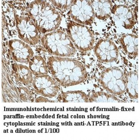 ATP5F1 Antibody