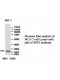 ATP5F1 Antibody