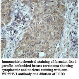WDYHV1 Antibody