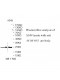 WDYHV1 Antibody