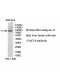 VAC14 Antibody