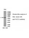 VAT1L Antibody