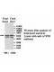 ATP5B Antibody