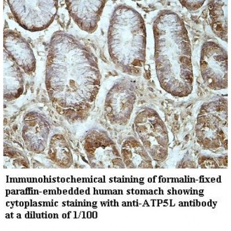 ATP5L Antibody