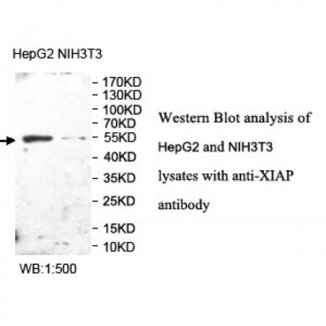 XIAP Antibody