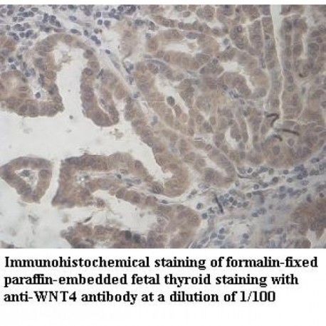 WNT4 Antibody