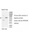 WDSOF1 Antibody