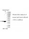 VGLL2 Antibody