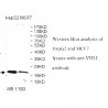 VHLL Antibody