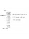 VIT Antibody