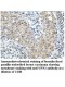 VNN2 Antibody