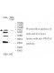 VPS33A Antibody