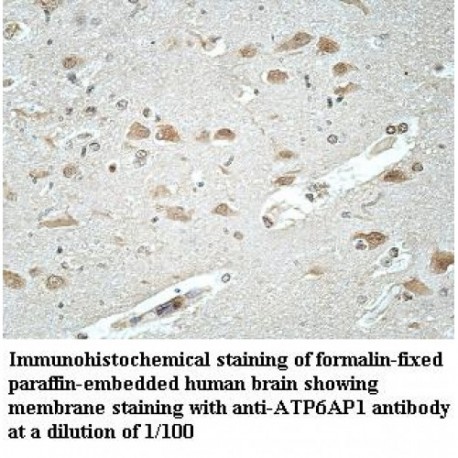 ATP6AP1 Antibody