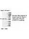 ATP6V1C1 Antibody