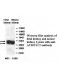 ATP6V1C2 Antibody