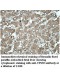 VPS39 Antibody