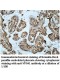 VPS41 Antibody
