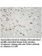 VPS4A Antibody