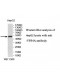 VPS4A Antibody