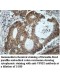 VPS52 Antibody