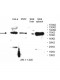 PPP2R1B Antibody