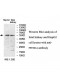 PPP2R2A Antibody